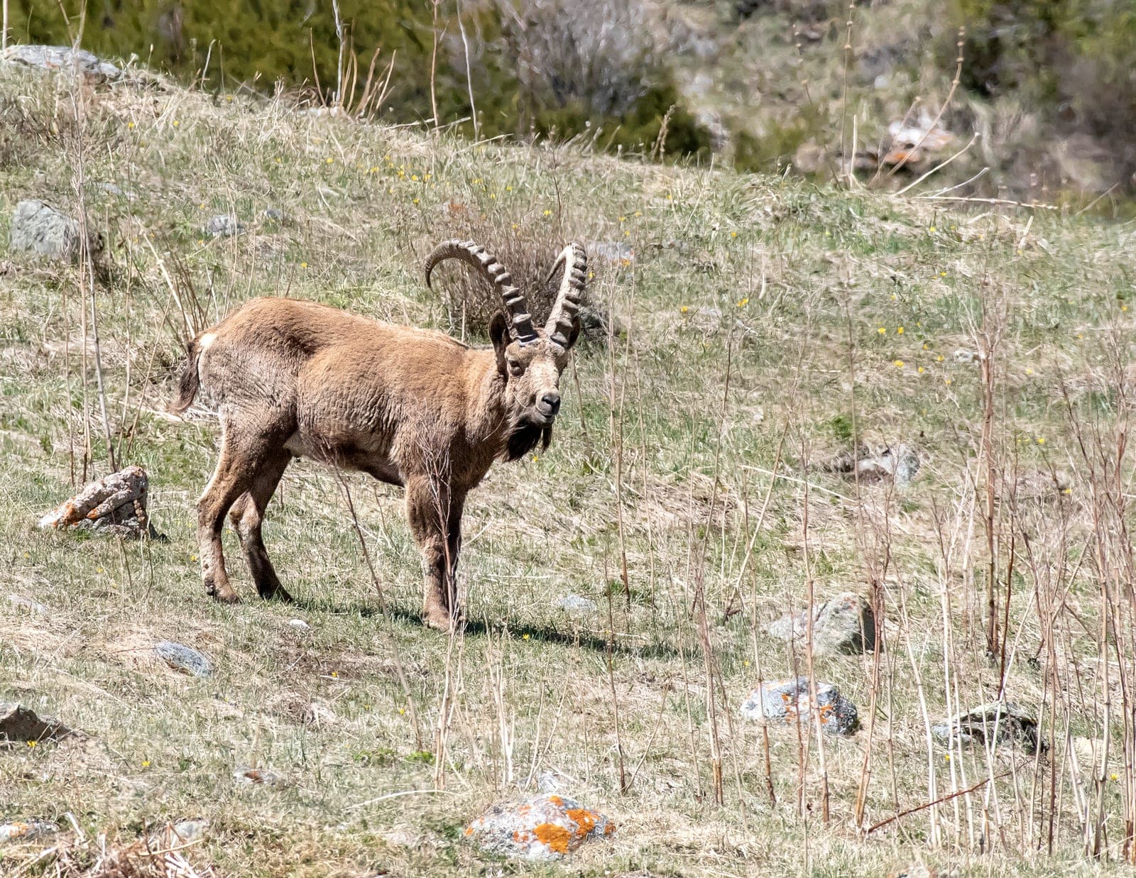 Hunting